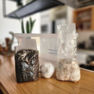 Kit Rapido Colonizado con Incubadora